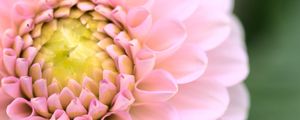 Preview wallpaper dahlia, flower, pink, macro, petals