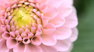 Preview wallpaper dahlia, flower, pink, macro, petals