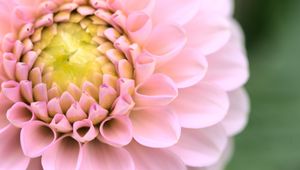 Preview wallpaper dahlia, flower, pink, macro, petals