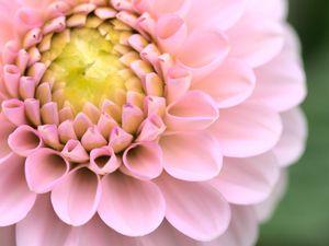 Preview wallpaper dahlia, flower, pink, macro, petals