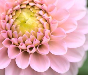 Preview wallpaper dahlia, flower, pink, macro, petals