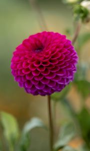 Preview wallpaper dahlia, flower, pink, petals, macro