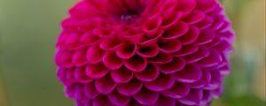 Preview wallpaper dahlia, flower, pink, petals, macro