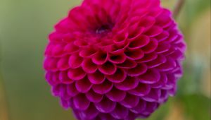 Preview wallpaper dahlia, flower, pink, petals, macro