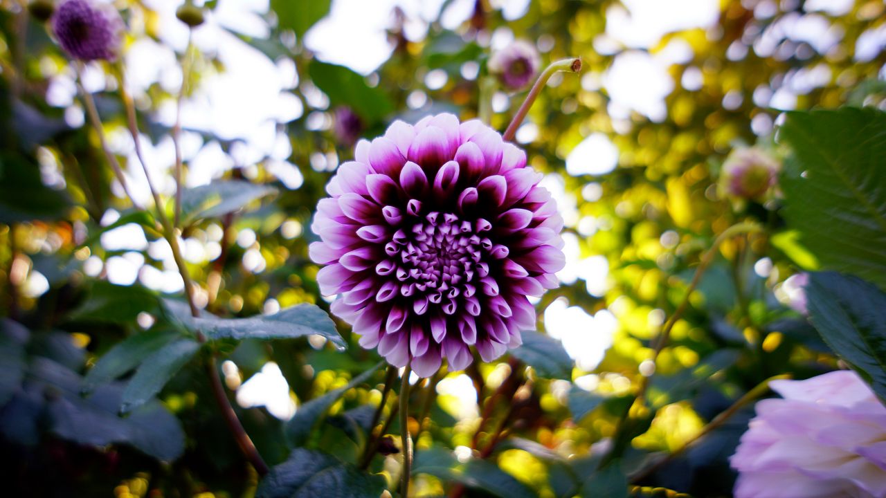 Wallpaper dahlia, flower, purple, bloom