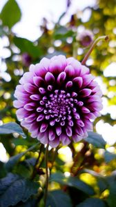 Preview wallpaper dahlia, flower, purple, bloom