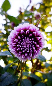 Preview wallpaper dahlia, flower, purple, bloom