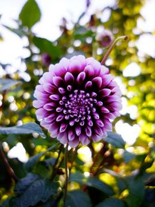 Preview wallpaper dahlia, flower, purple, bloom