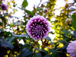 Preview wallpaper dahlia, flower, purple, bloom