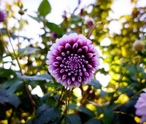 Preview wallpaper dahlia, flower, purple, bloom