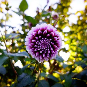 Preview wallpaper dahlia, flower, purple, bloom