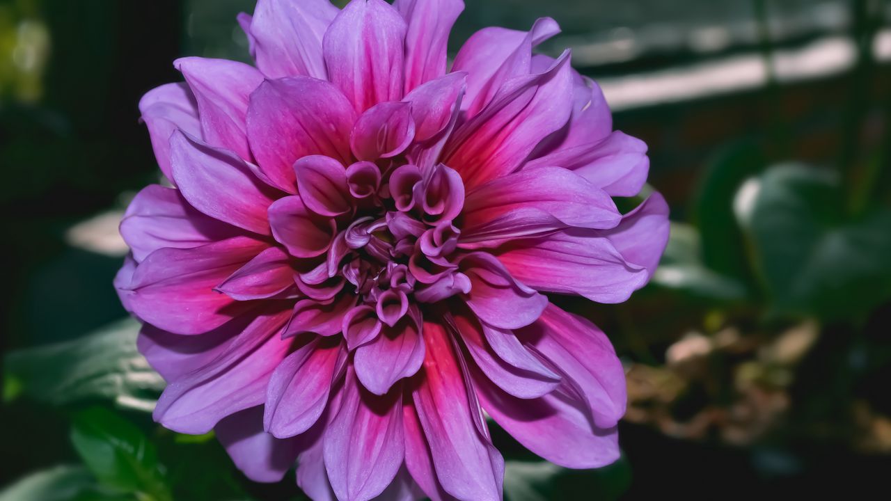 Wallpaper dahlia, flower, purple, closeup hd, picture, image