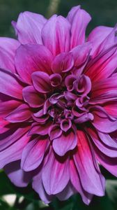 Preview wallpaper dahlia, flower, purple, closeup