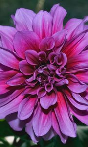Preview wallpaper dahlia, flower, purple, closeup