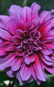 Preview wallpaper dahlia, flower, purple, closeup