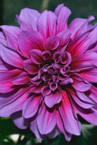 Preview wallpaper dahlia, flower, purple, closeup