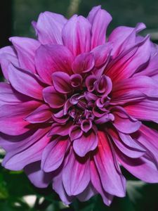 Preview wallpaper dahlia, flower, purple, closeup