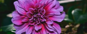 Preview wallpaper dahlia, flower, purple, closeup