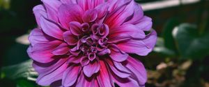 Preview wallpaper dahlia, flower, purple, closeup