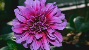 Preview wallpaper dahlia, flower, purple, closeup