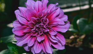 Preview wallpaper dahlia, flower, purple, closeup