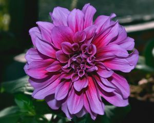 Preview wallpaper dahlia, flower, purple, closeup