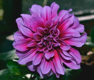 Preview wallpaper dahlia, flower, purple, closeup