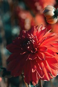 Preview wallpaper dahlia, flower, red, bloom, closeup