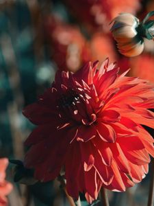 Preview wallpaper dahlia, flower, red, bloom, closeup