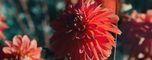 Preview wallpaper dahlia, flower, red, bloom, closeup