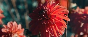 Preview wallpaper dahlia, flower, red, bloom, closeup