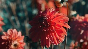 Preview wallpaper dahlia, flower, red, bloom, closeup