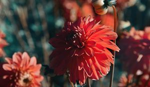Preview wallpaper dahlia, flower, red, bloom, closeup