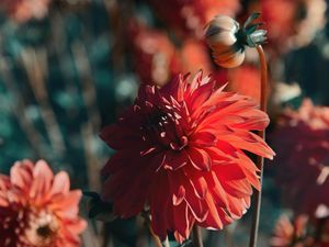 Preview wallpaper dahlia, flower, red, bloom, closeup