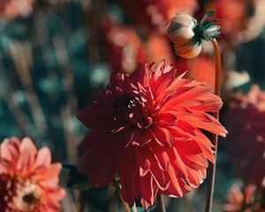 Preview wallpaper dahlia, flower, red, bloom, closeup