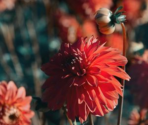 Preview wallpaper dahlia, flower, red, bloom, closeup