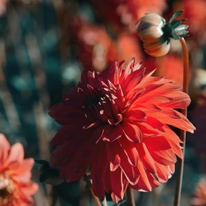 Preview wallpaper dahlia, flower, red, bloom, closeup