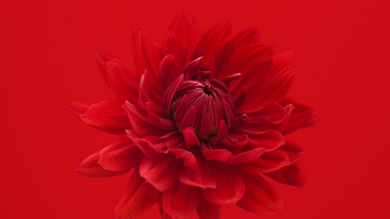 Wallpaper dahlia, flower, red, petals