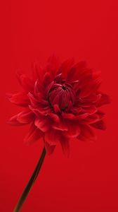 Preview wallpaper dahlia, flower, red, petals