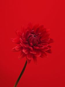 Preview wallpaper dahlia, flower, red, petals