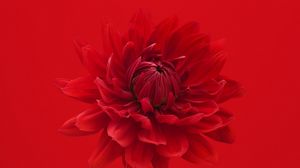 Preview wallpaper dahlia, flower, red, petals