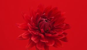 Preview wallpaper dahlia, flower, red, petals