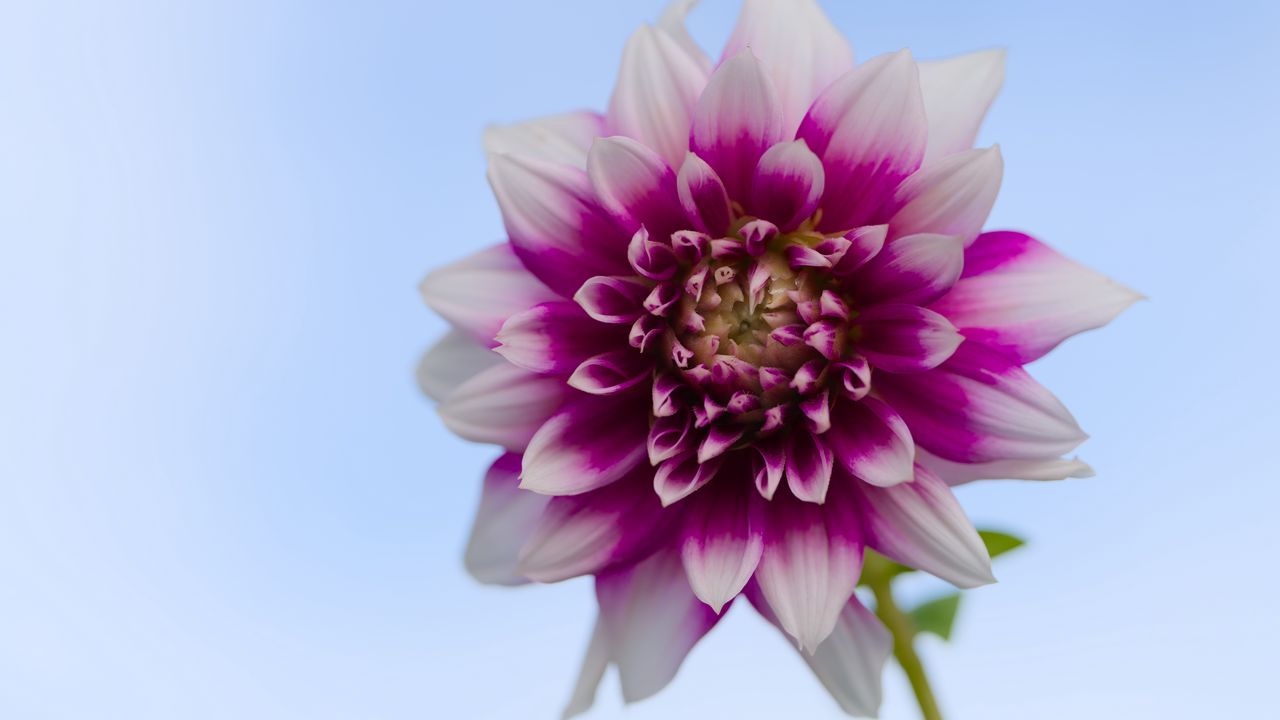 Wallpaper dahlia, flower, stem