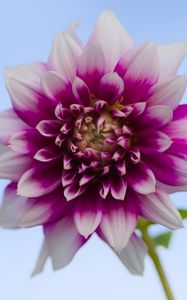 Preview wallpaper dahlia, flower, stem