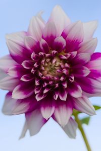 Preview wallpaper dahlia, flower, stem