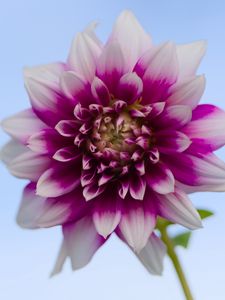 Preview wallpaper dahlia, flower, stem