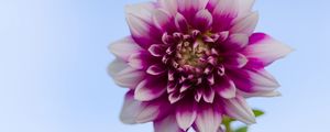 Preview wallpaper dahlia, flower, stem