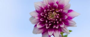 Preview wallpaper dahlia, flower, stem