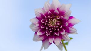 Preview wallpaper dahlia, flower, stem