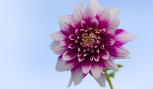 Preview wallpaper dahlia, flower, stem